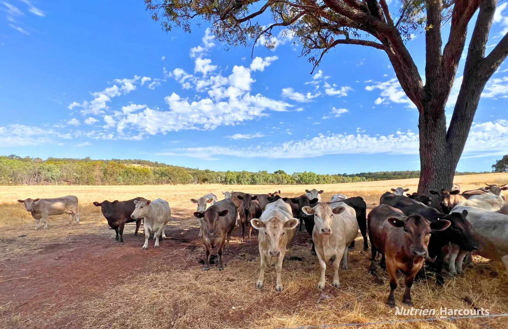 Additional image 16 of Lot 1 & 723 Wariin Road, Copley WA 6562