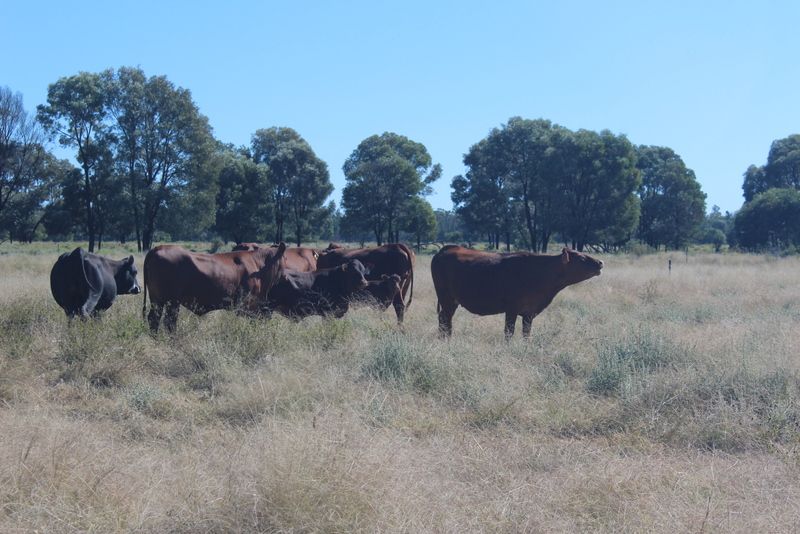 " Murrisk", Goondiwindi QLD 4390 House for Sale 1,300,000