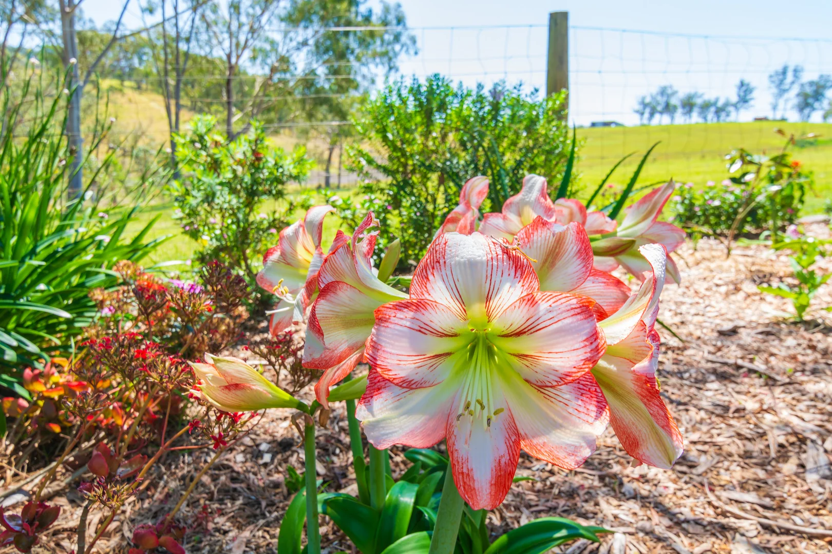 Additional image 39 of 302 Scone Road, Gloucester NSW 2422