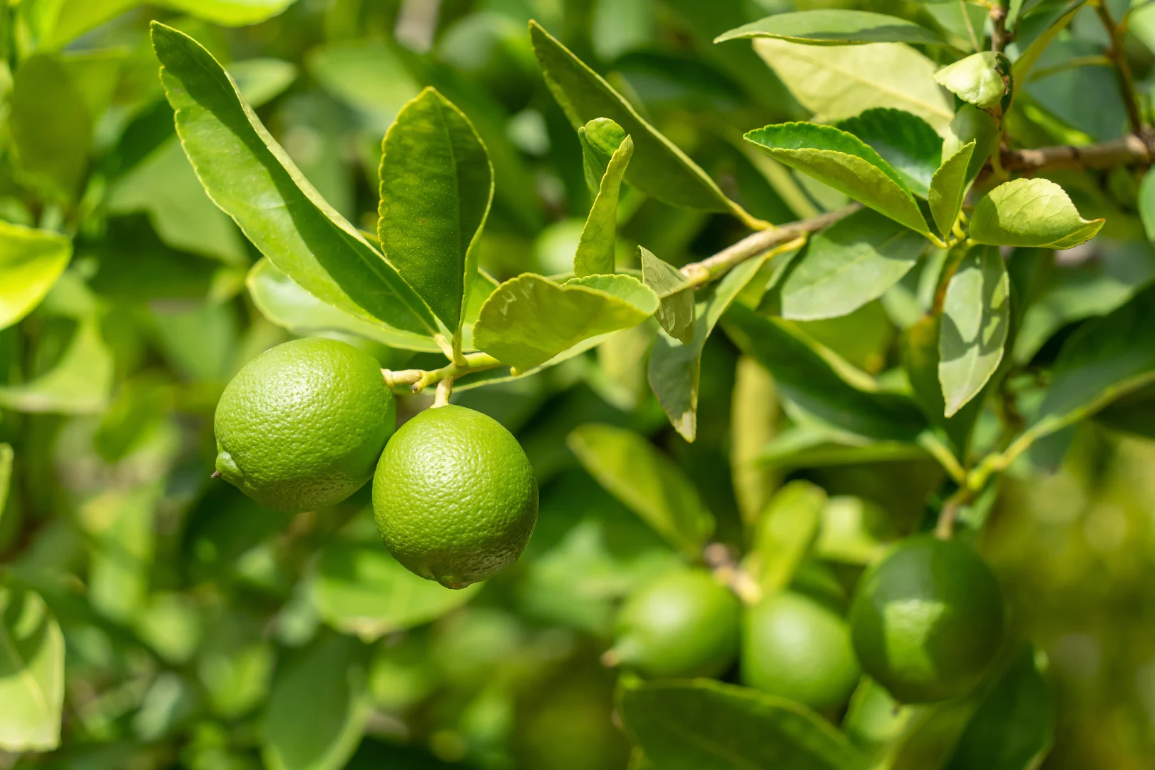 Additional image 25 of 26 Lloyd Crescent, Littlehampton SA 5250