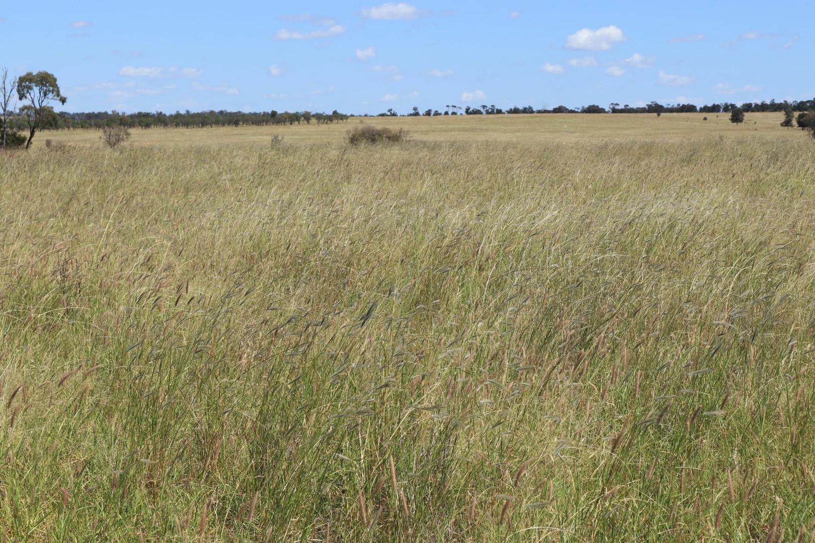 Image 39