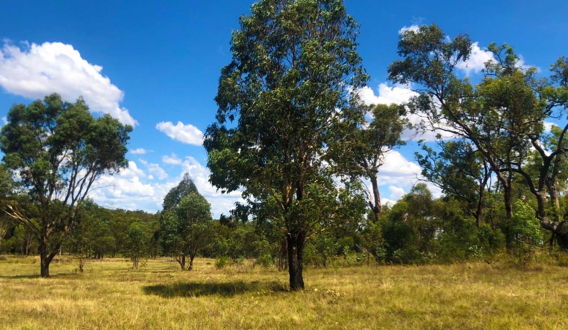 1025 Castlereagh Highway, Dunedoo NSW 2844 House for Sale 89,950