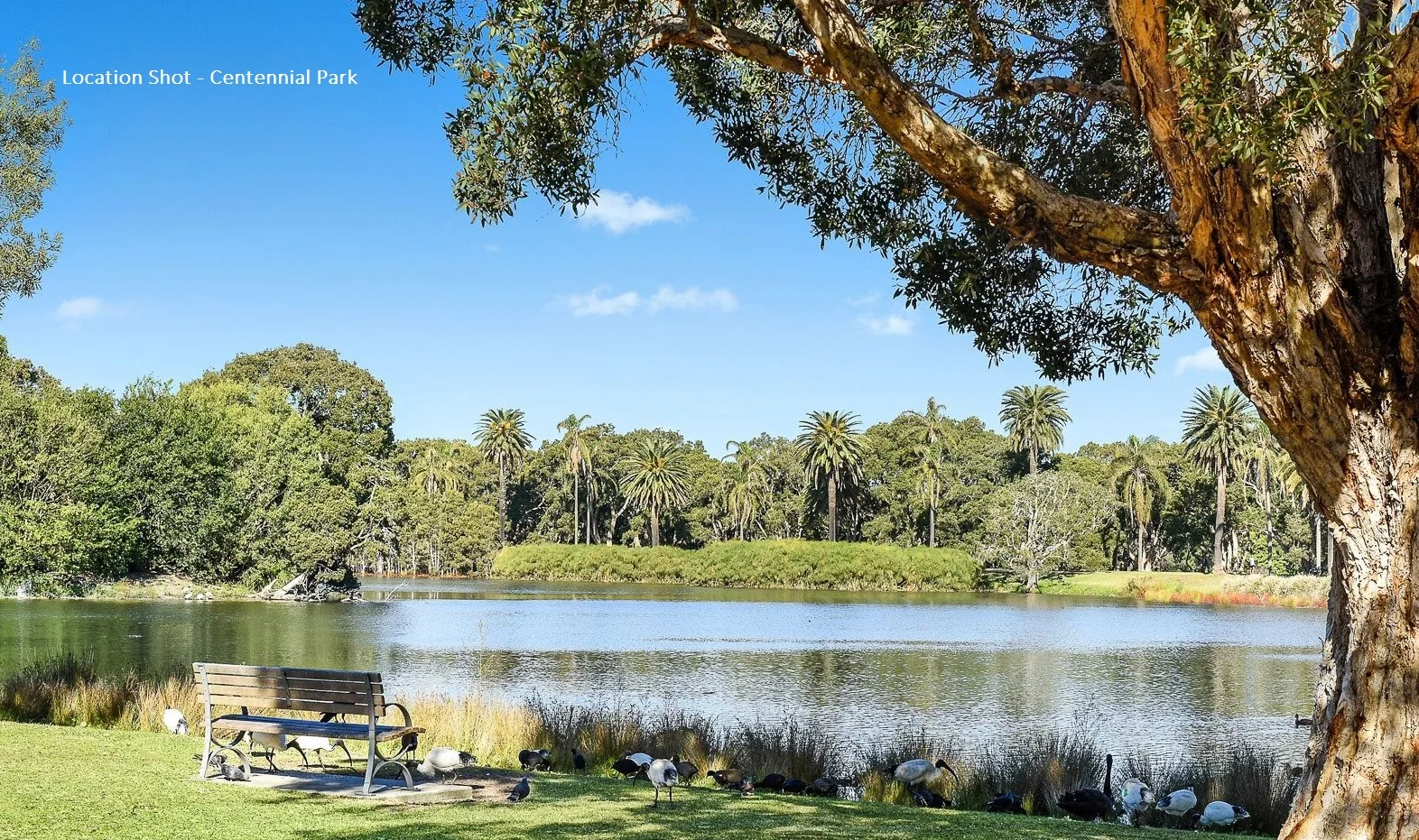 Additional image 11 of 32 Alison Road, Randwick NSW 2031