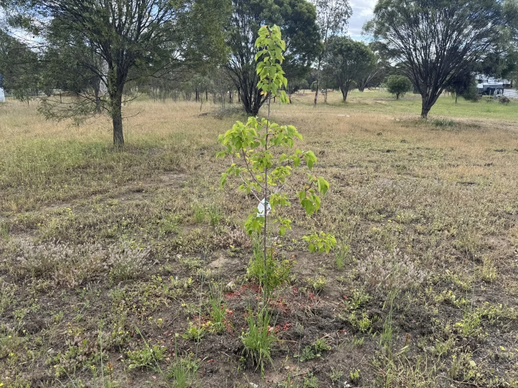 Image 13