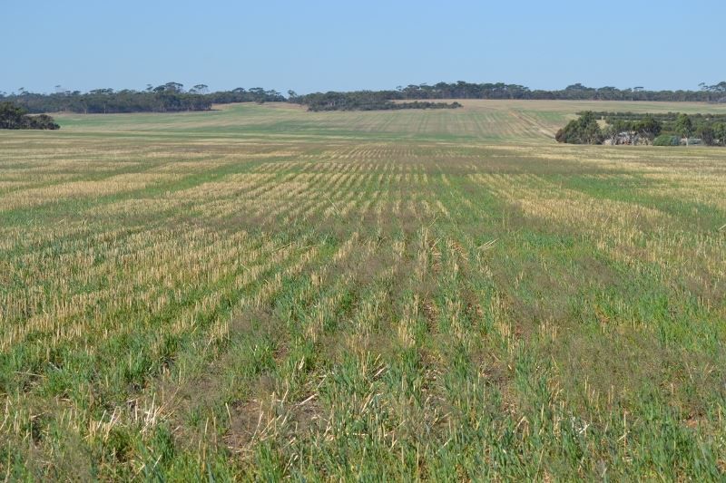 Cunderdin WA 6407, Image 1