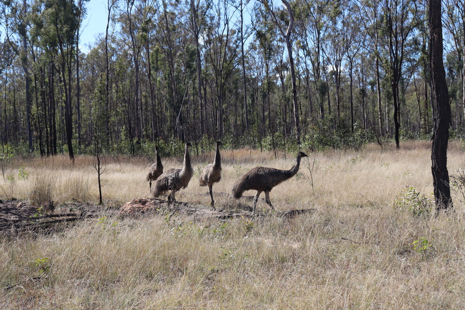 7001 Mundubbera Durong Road, Boondooma QLD 4613, Image 2