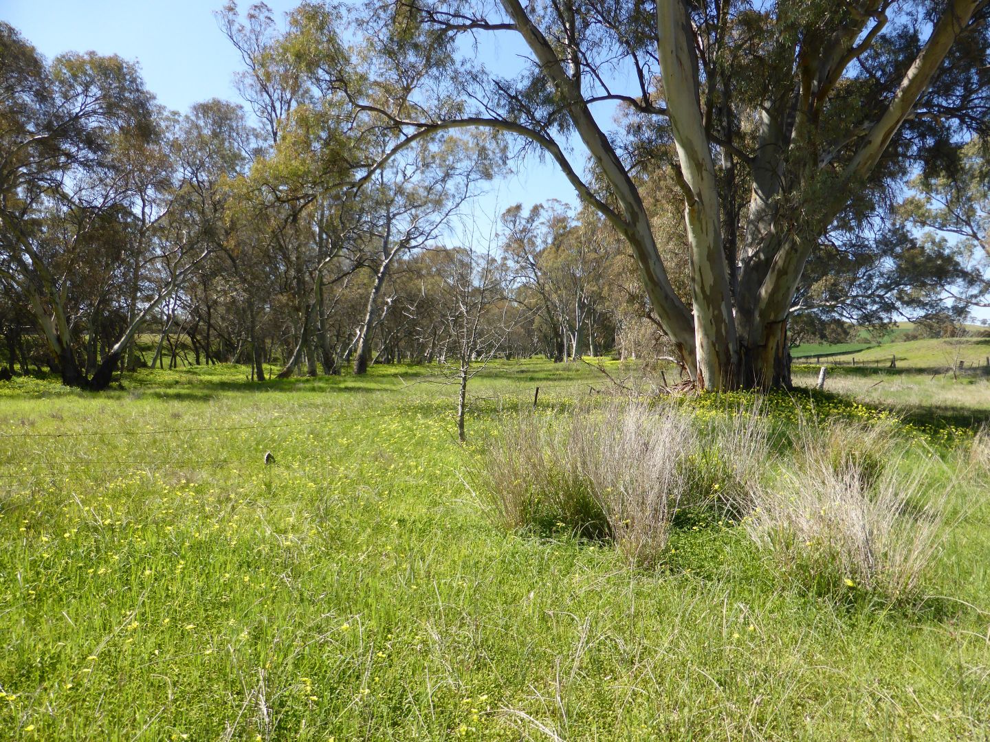 Lot 99 Combe Road, Stone Hut SA 5480, Image 2