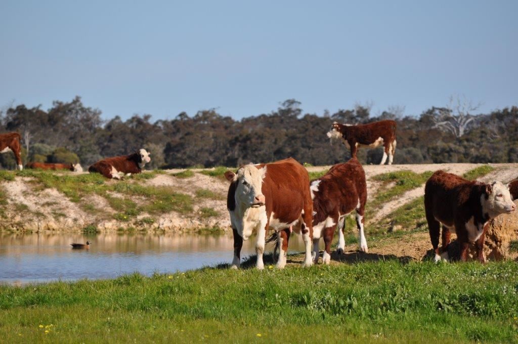 Boyup Brook WA 6244, Image 2