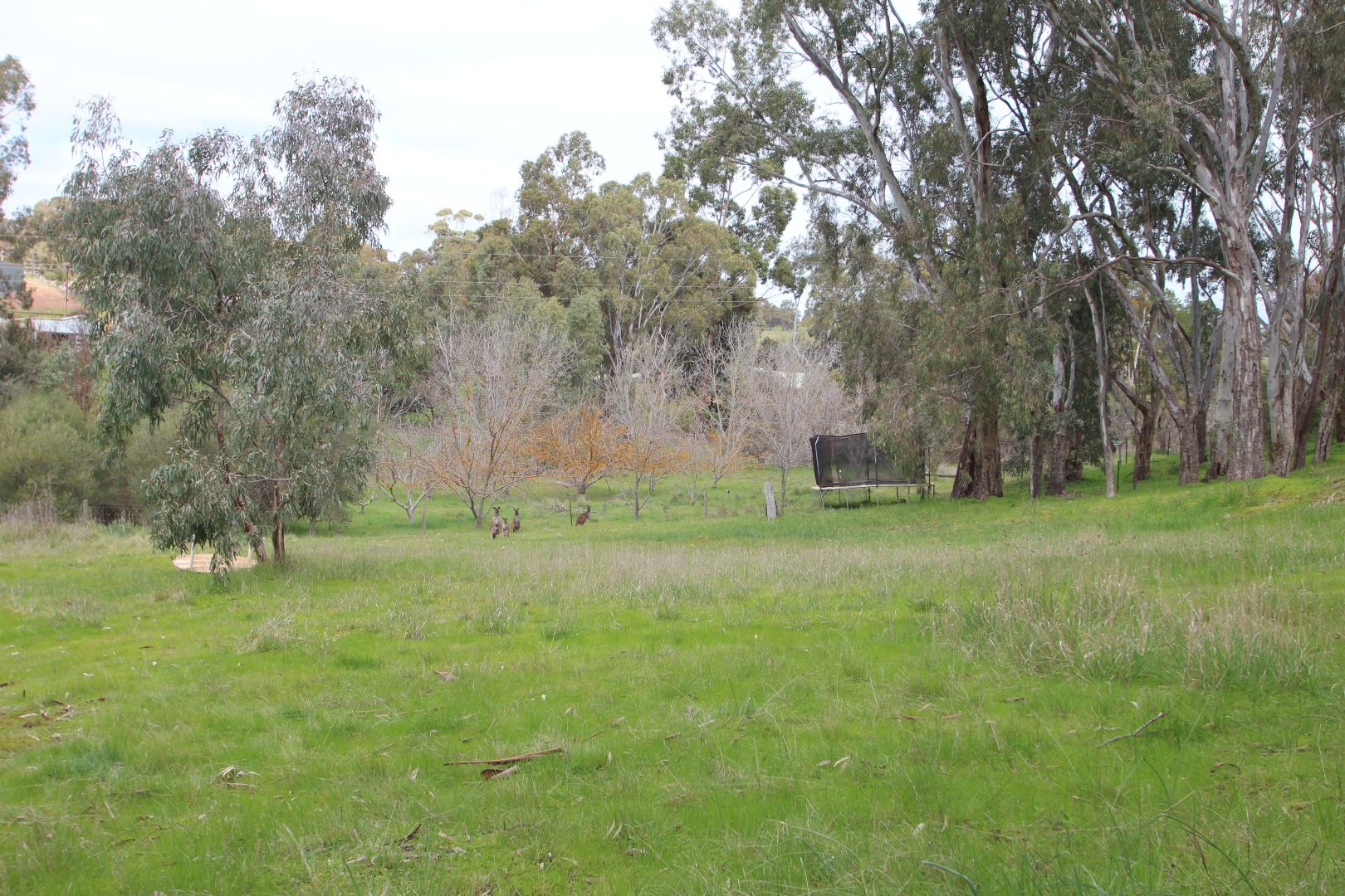 Lot Lots/3 & 4 High Street West, Armagh SA 5453, Image 1