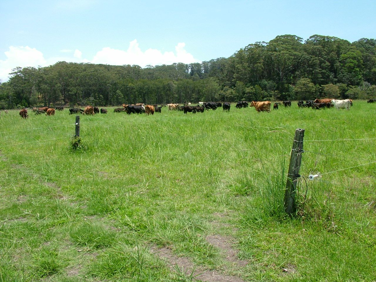 Lot 317 Reserve Creek Road, Reserve Creek NSW 2484, Image 1