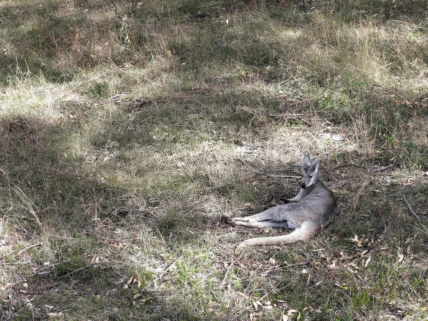 Image 38