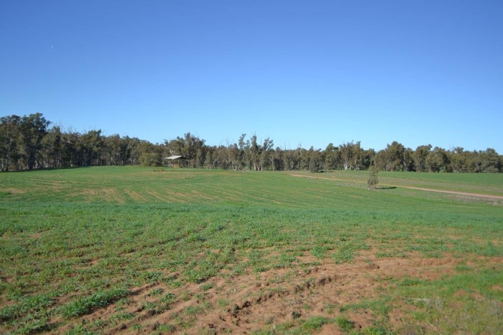 Farm Narrandera Park "Narrandera Park", Euroley NSW 2700, Image 1