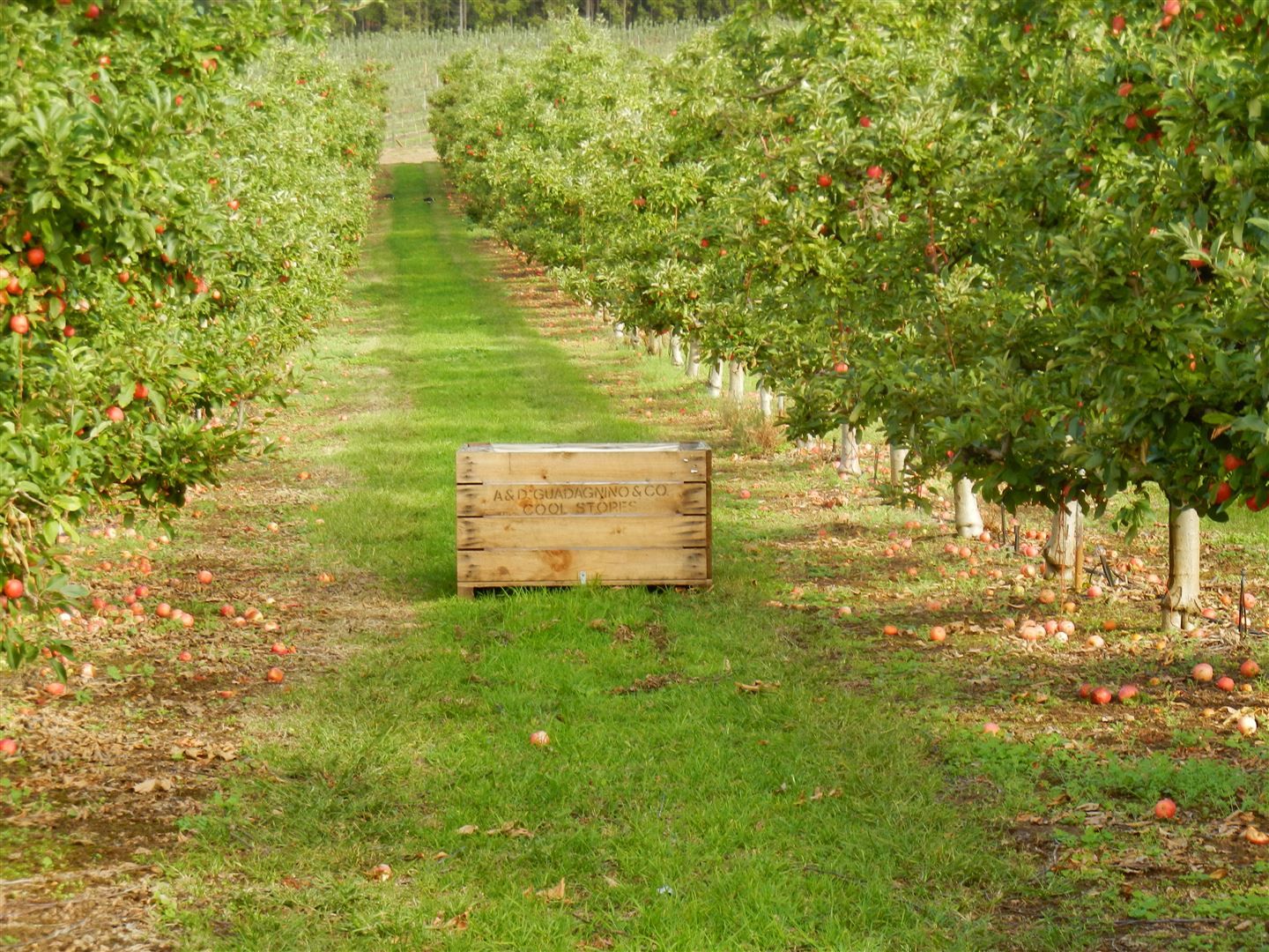 595 Seven Day Road (Jardee), Manjimup WA 6258 Farm for Sale 5,999,999