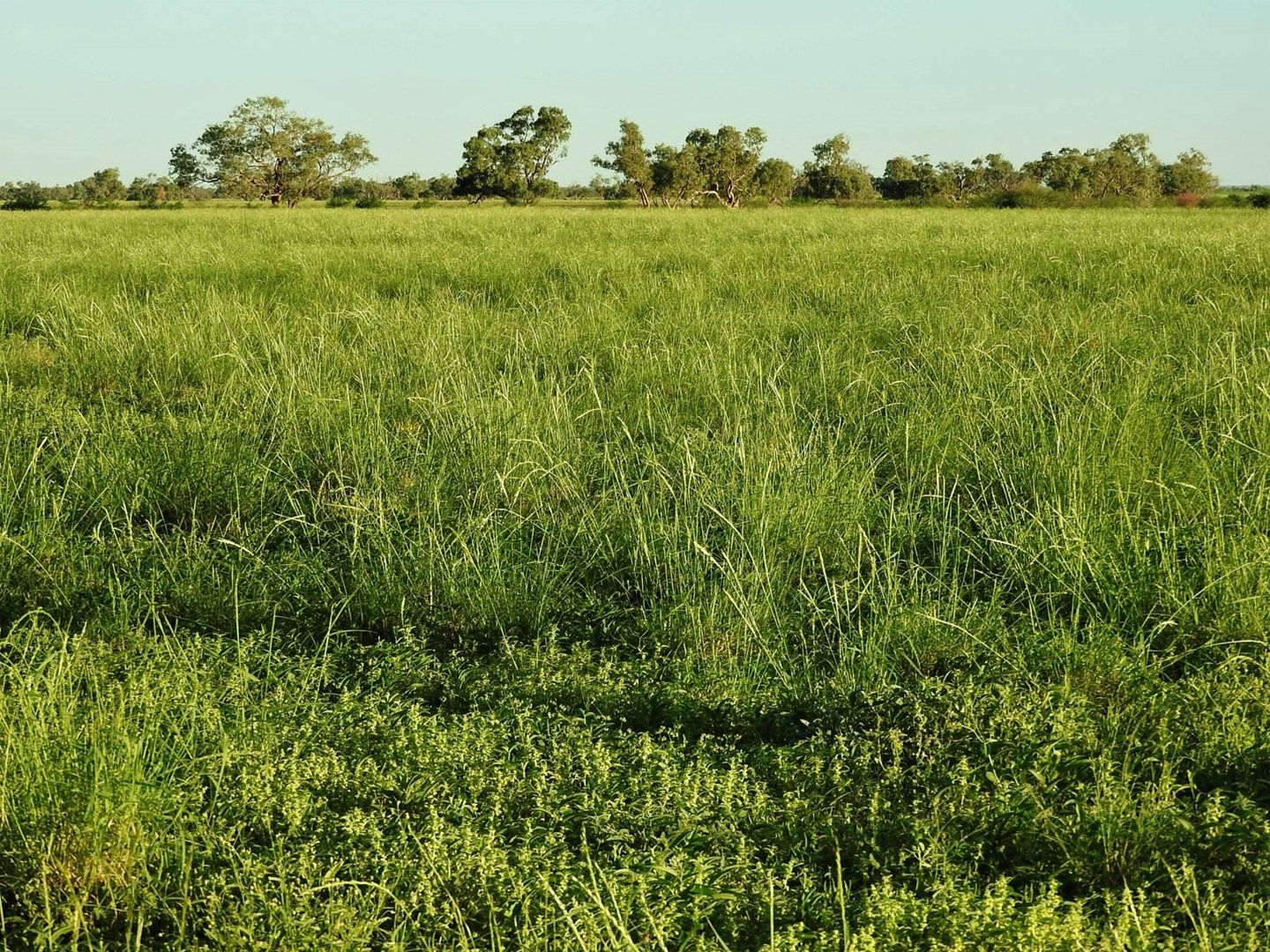 Luckham, Corfield QLD 4733, Image 0