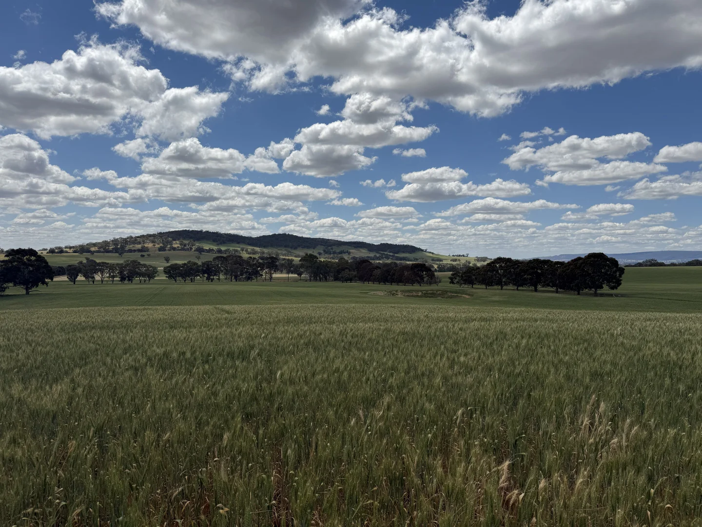 Additional image 24 of 798 Bethel Road, Glenellen NSW 2642