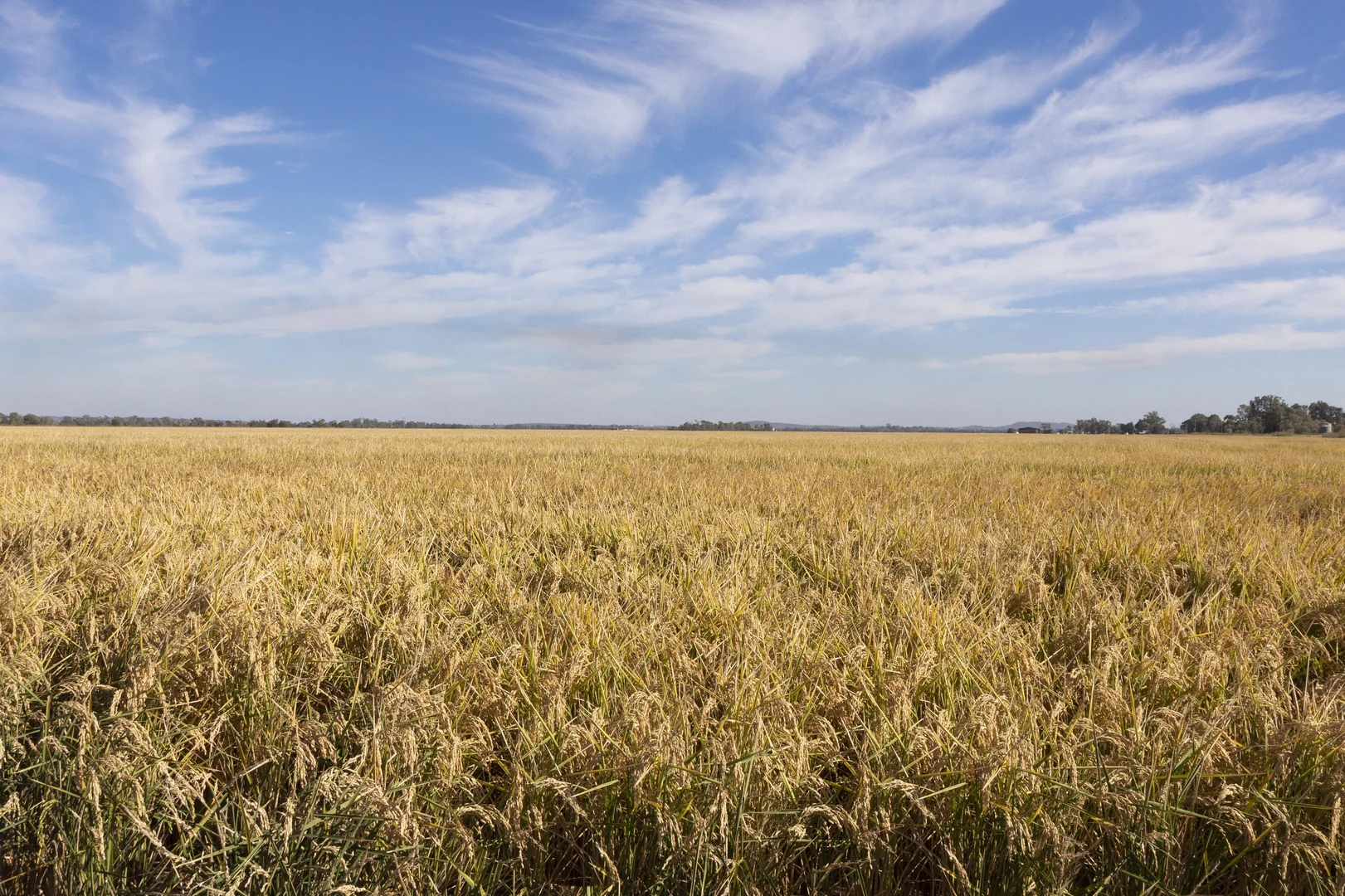 Additional image 3 of Farm 360 Condon Rd, Bilbul NSW 2680