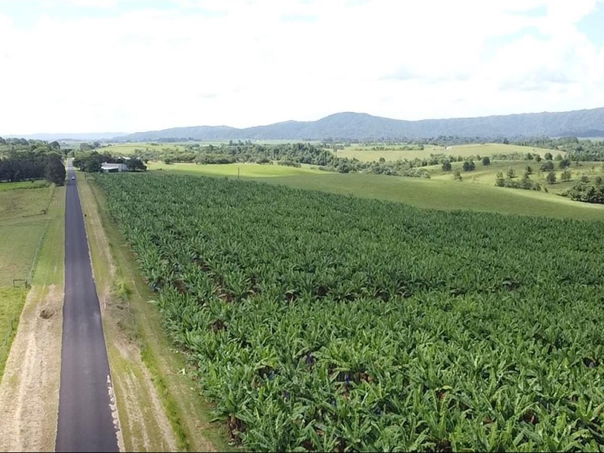 217 DONKIN ROAD, Utchee Creek QLD 4871 House for Sale 1,450,000