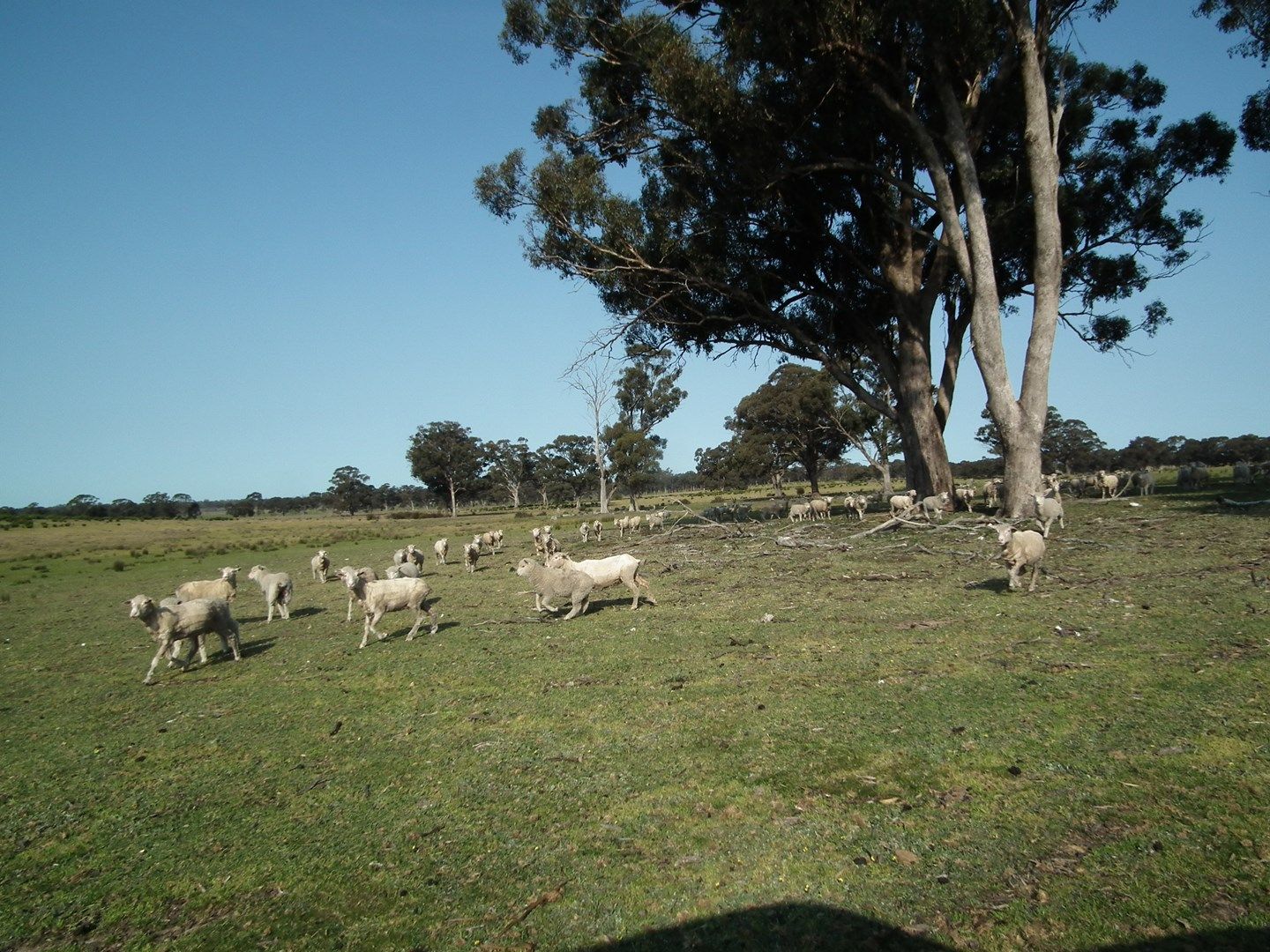 "Dwyers" Snipey Road, Kirwans Bridge VIC 3608, Image 0