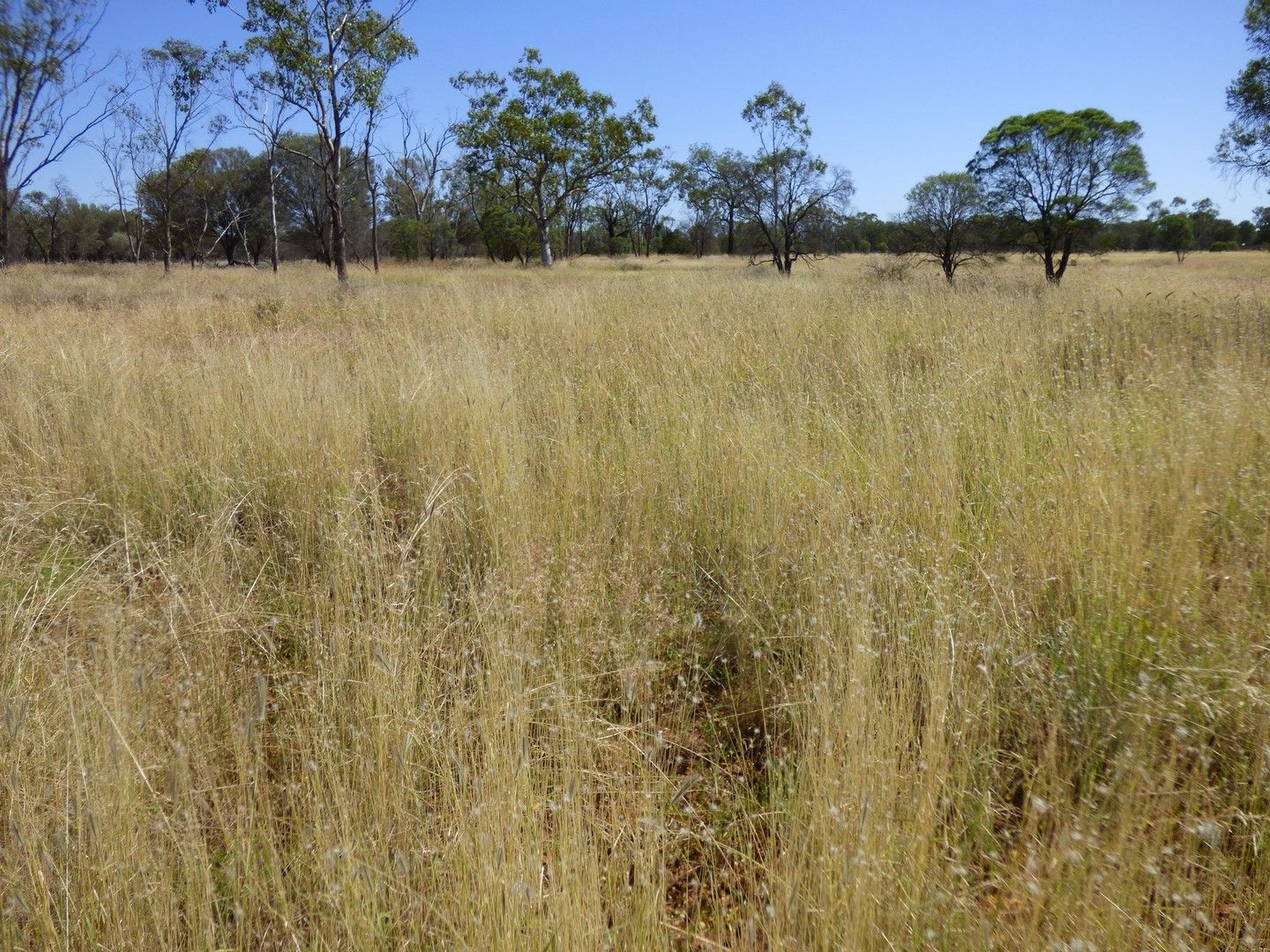 'OUIDA' 9142 Adavale Road, Langlo QLD 4470, Image 0