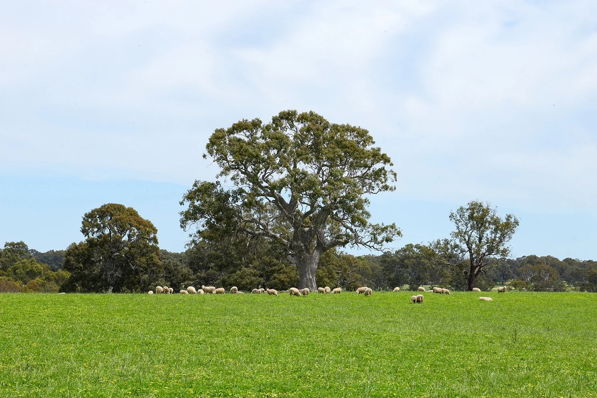 Image 18