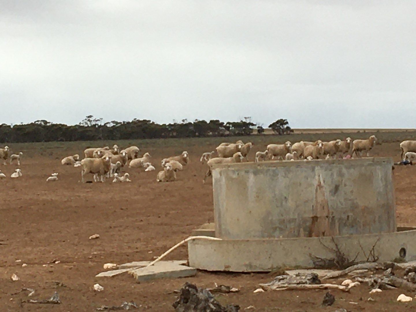 Section 27, Hundred of Bonython, Ceduna SA 5690, Image 0