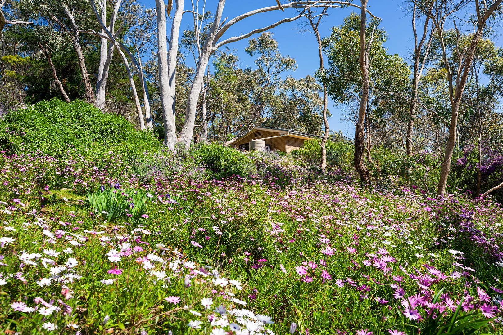 382 Specimen Gully Road, Faraday VIC 3451 - House for Sale - $630,000