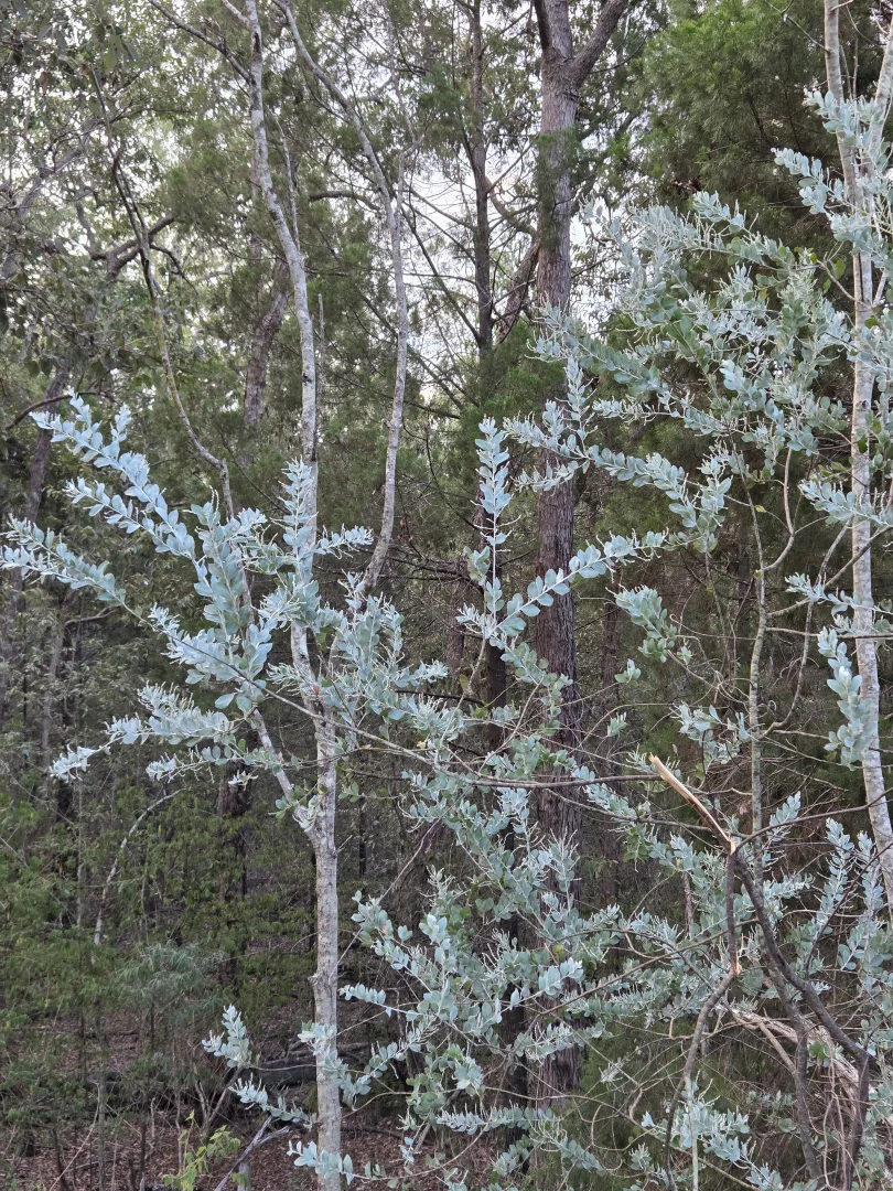 Image 11