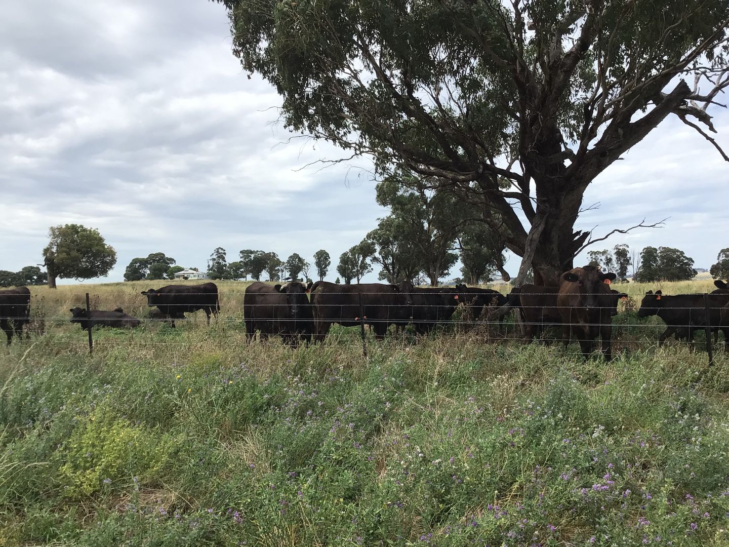 ‘Terutani’ 1097 Davys Plains Road, Cudal NSW 2864, Image 2