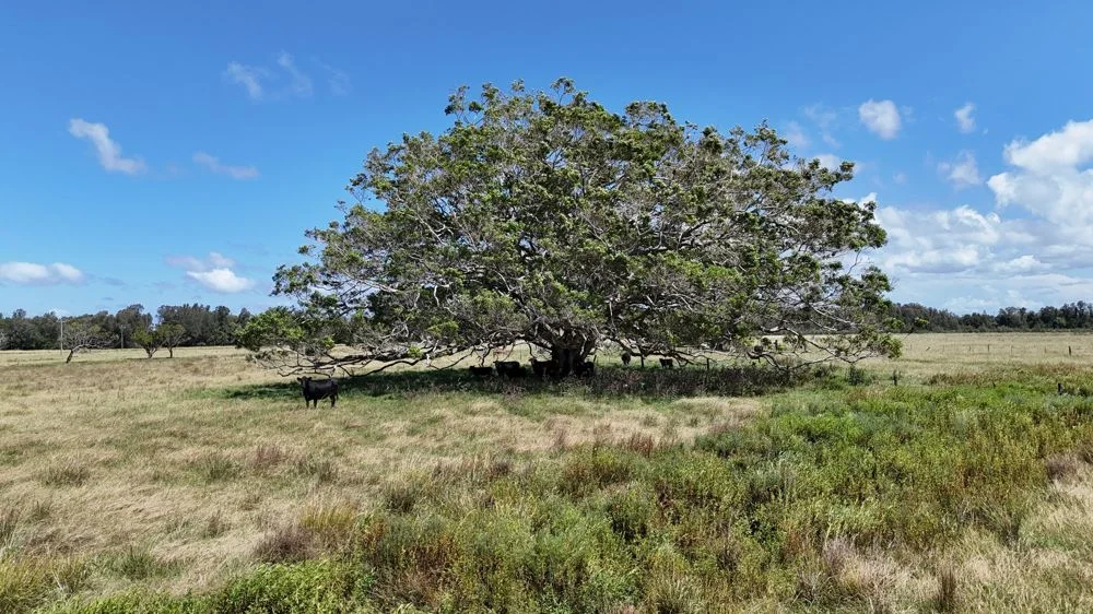Additional image 15 of 409 Mundays Lane, Limeburners Creek NSW 2444