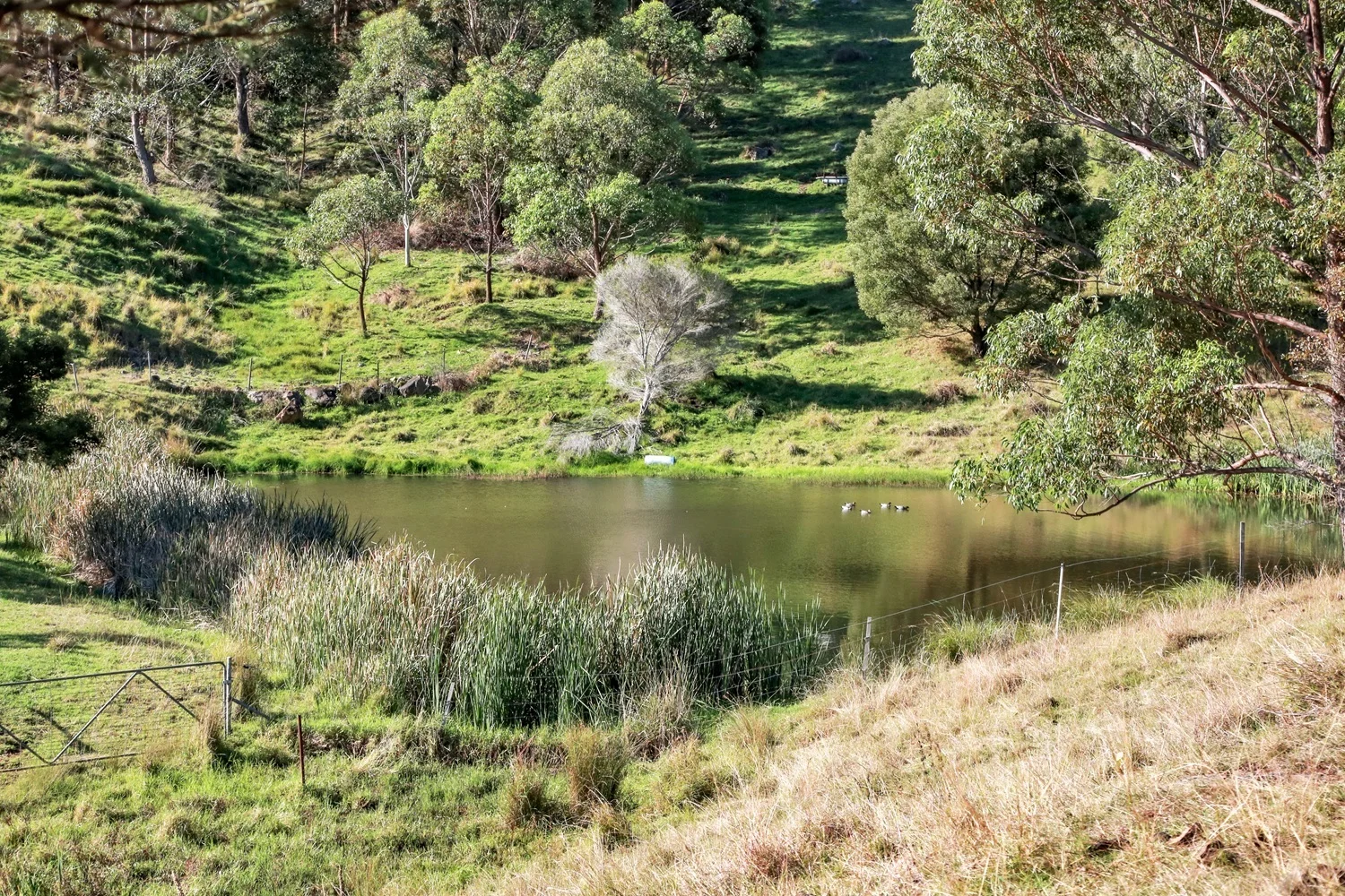 Additional image 35 of 50 Omaru Lane, Bald Hills NSW 2549