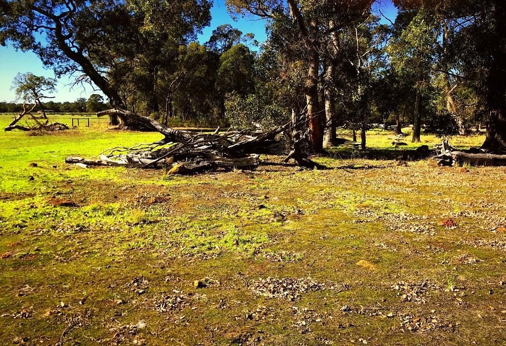 Lot 803 Verazzi Court, Porongurup WA 6324, Image 2