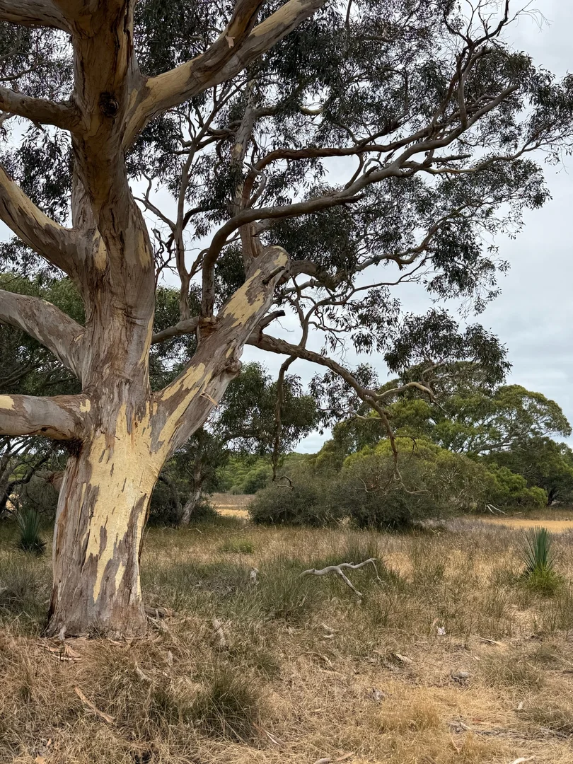 Image 15