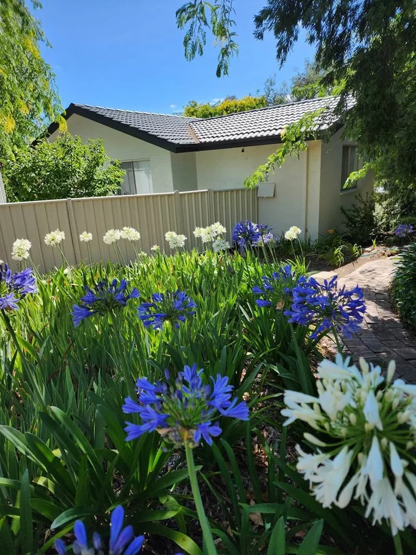 Image 15
