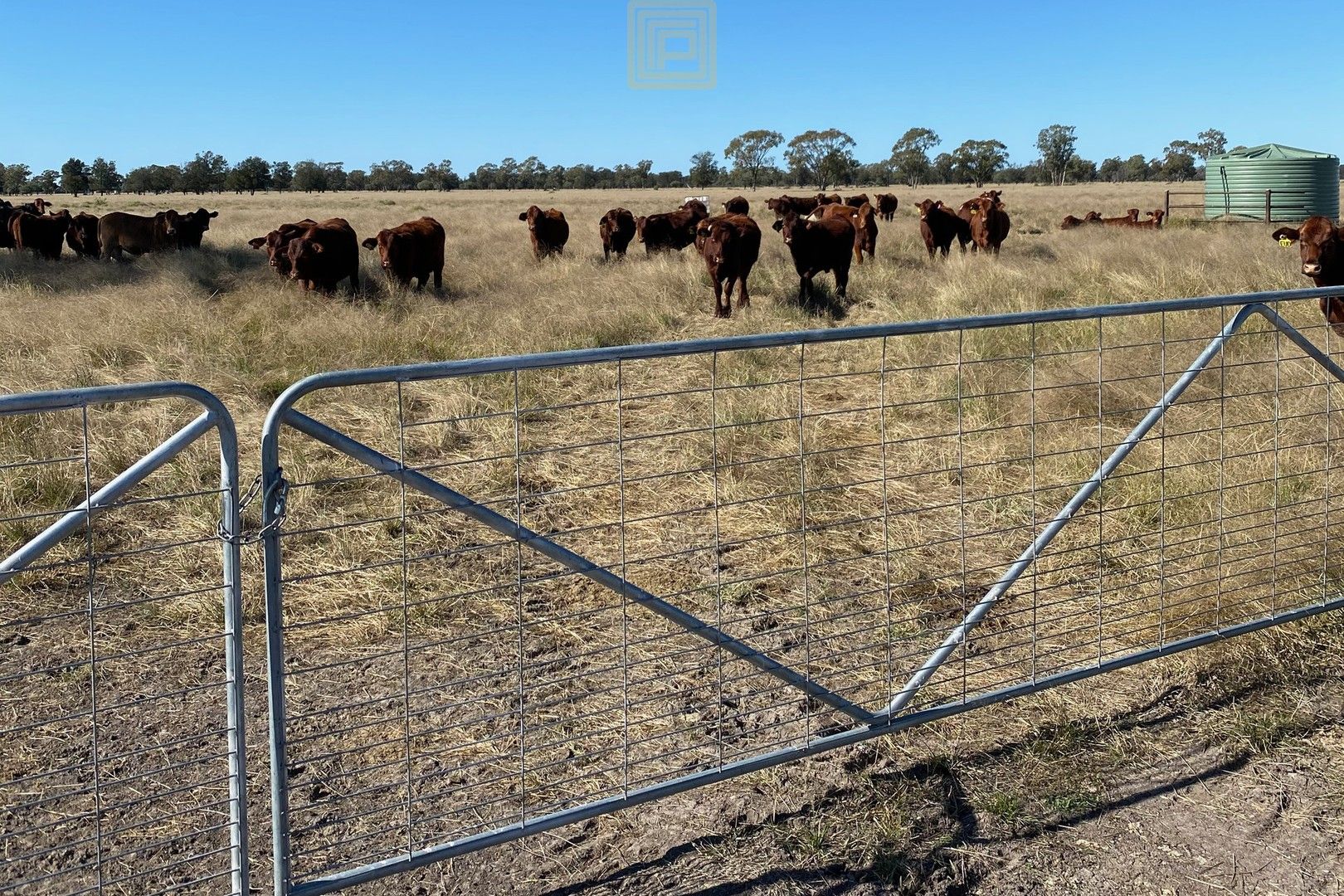 Cardonis Road, Wee Waa NSW 2388, Image 0