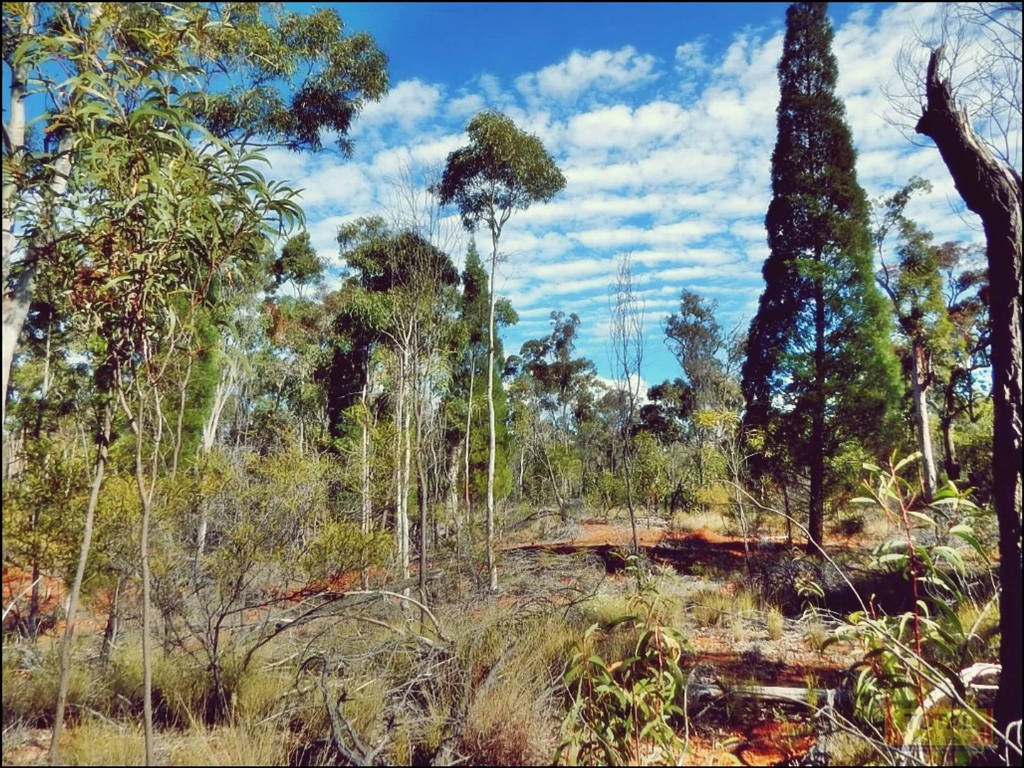 Image 15