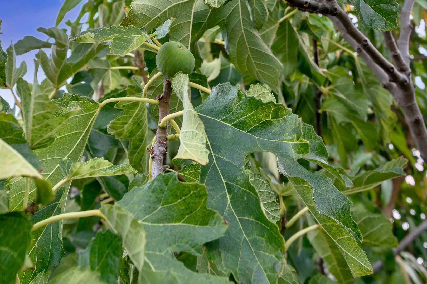 Additional image 33 of 2 Bunratty Link, Canning Vale WA 6155