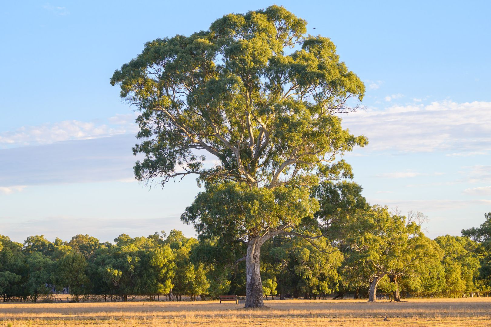 798 Dashwood Gully Road, Meadows SA 5201, Image 1