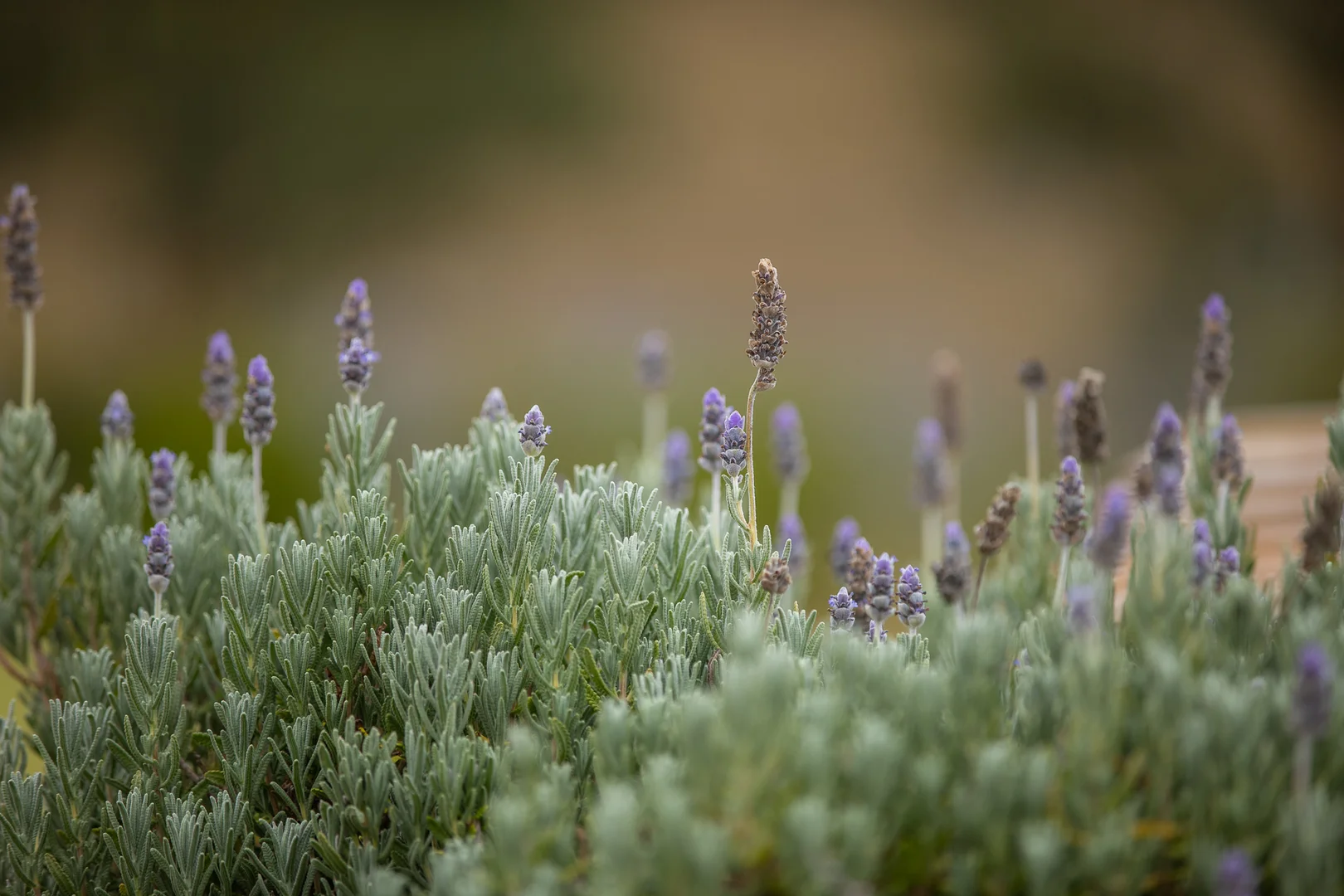 Additional image 21 of 1664 Ogunbil Road, Ogunbil NSW 2340