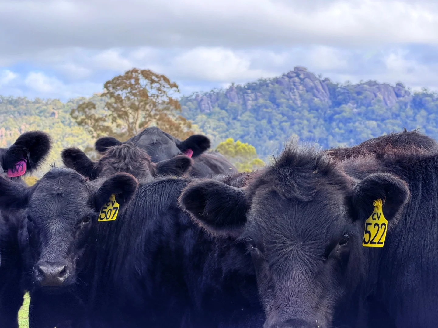 410 Honeysuckle Falls Road, Tarana NSW 2787