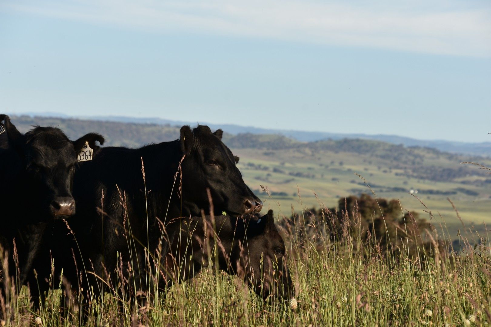 Lot 2/831 Ophir Road, Bathurst NSW 2795, Image 0