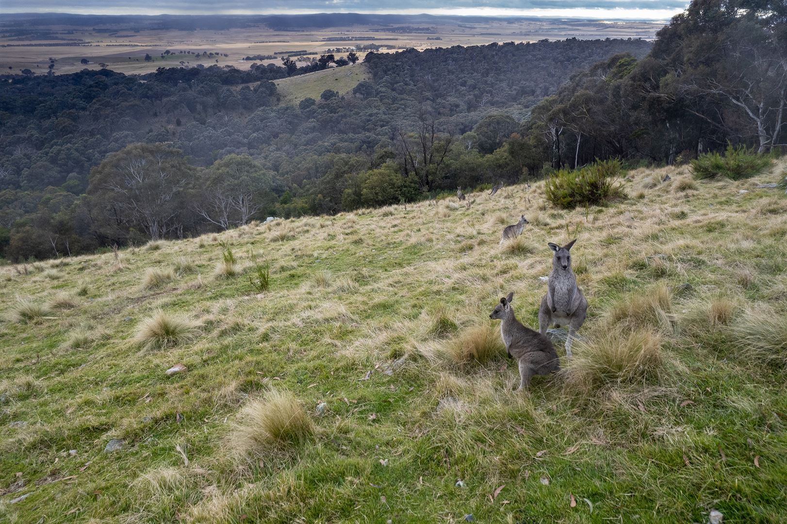 Lot 1, 545 Browns Road, Goulburn NSW 2580, Image 1