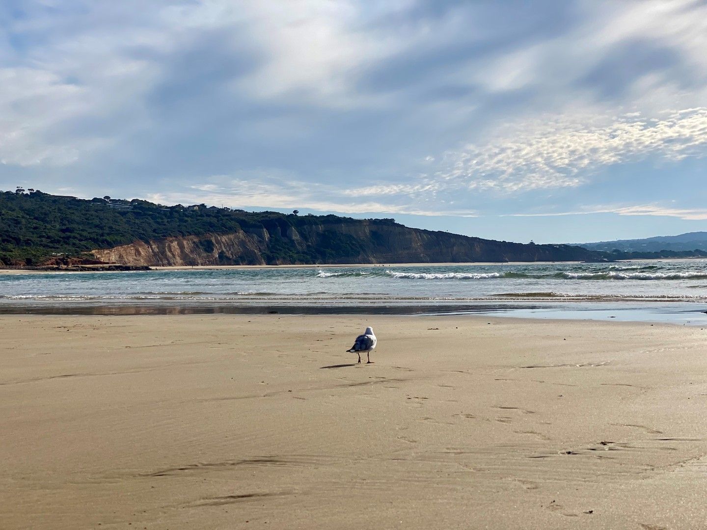 3 bedrooms House in 22 Mcrorie Street ANGLESEA VIC, 3230