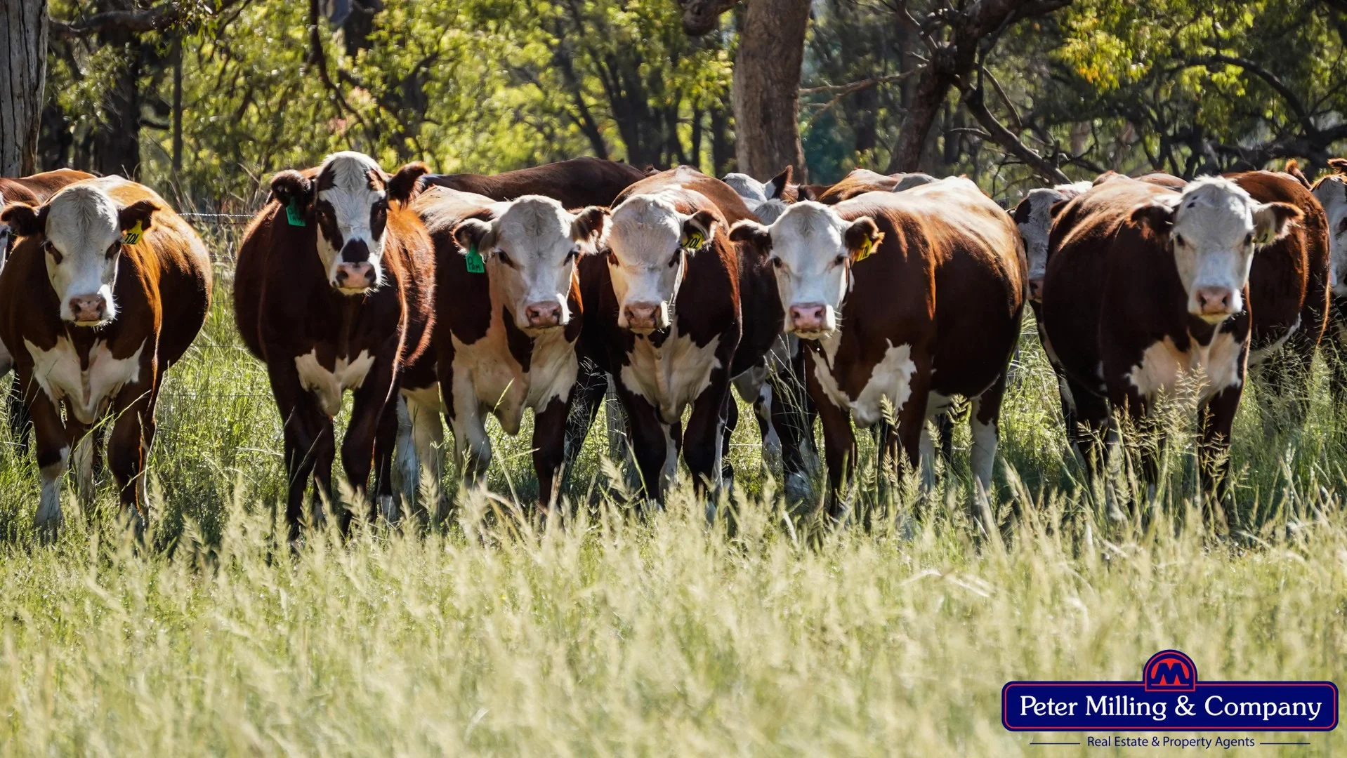 59 Piambra Road, Binnaway NSW 2395