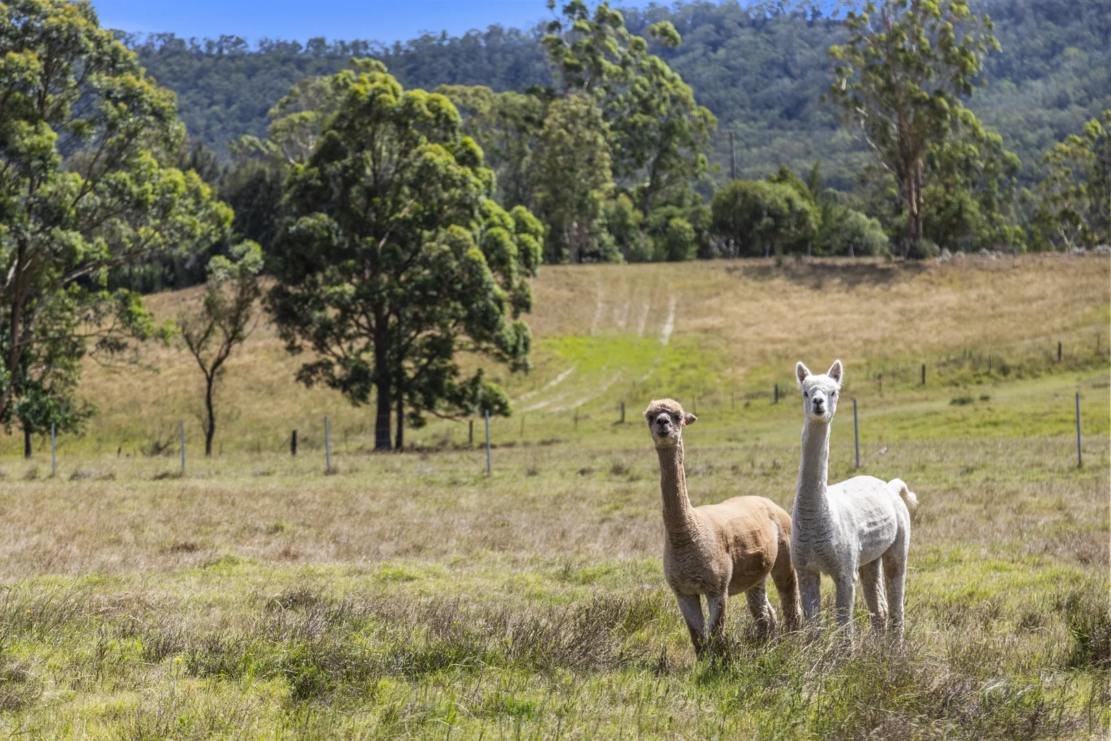 Additional image 39 of 951 Maitland Vale Road, Rosebrook NSW 2320