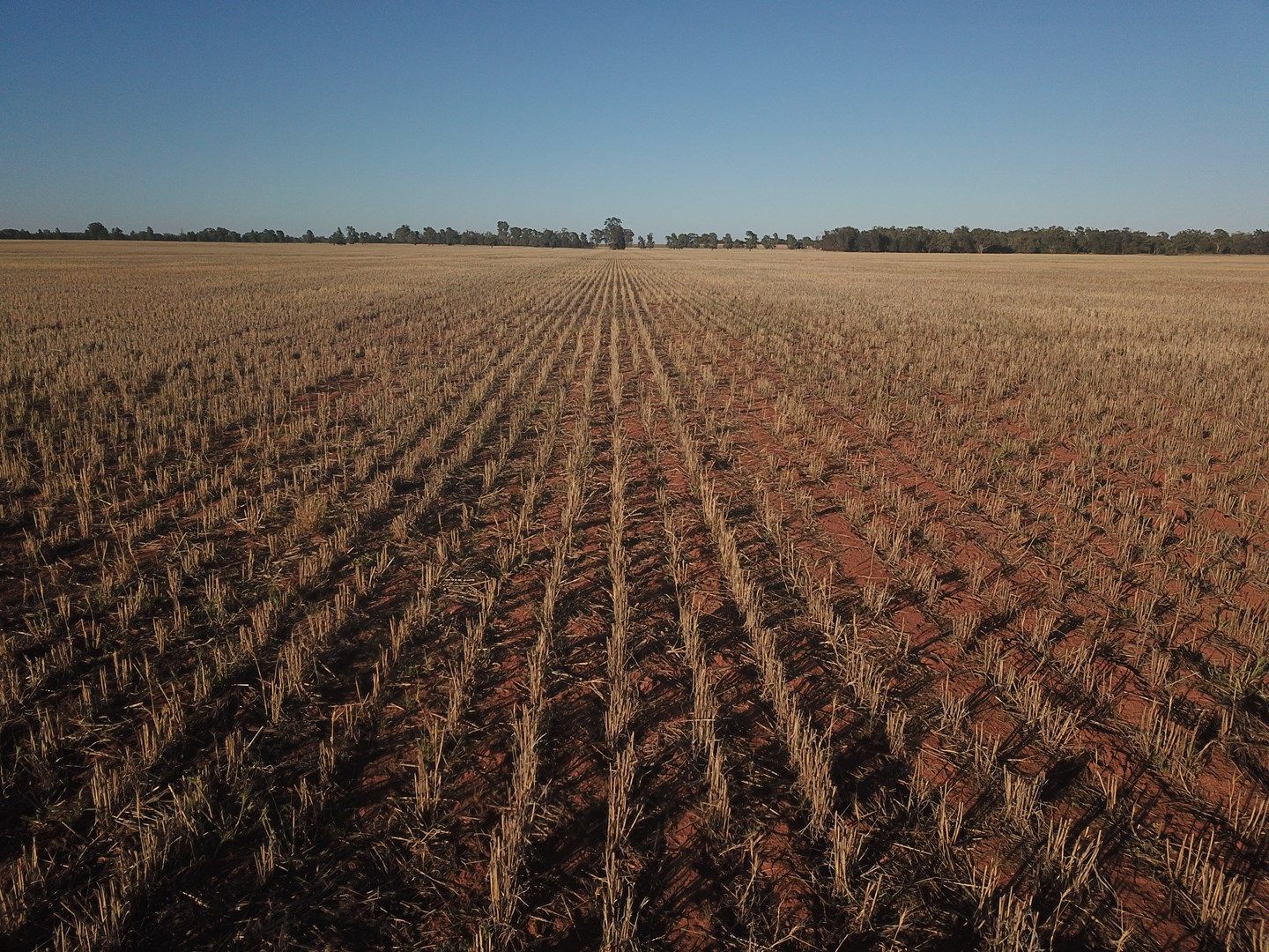 - 'Clear Ridge', West Wyalong NSW 2671, Image 0