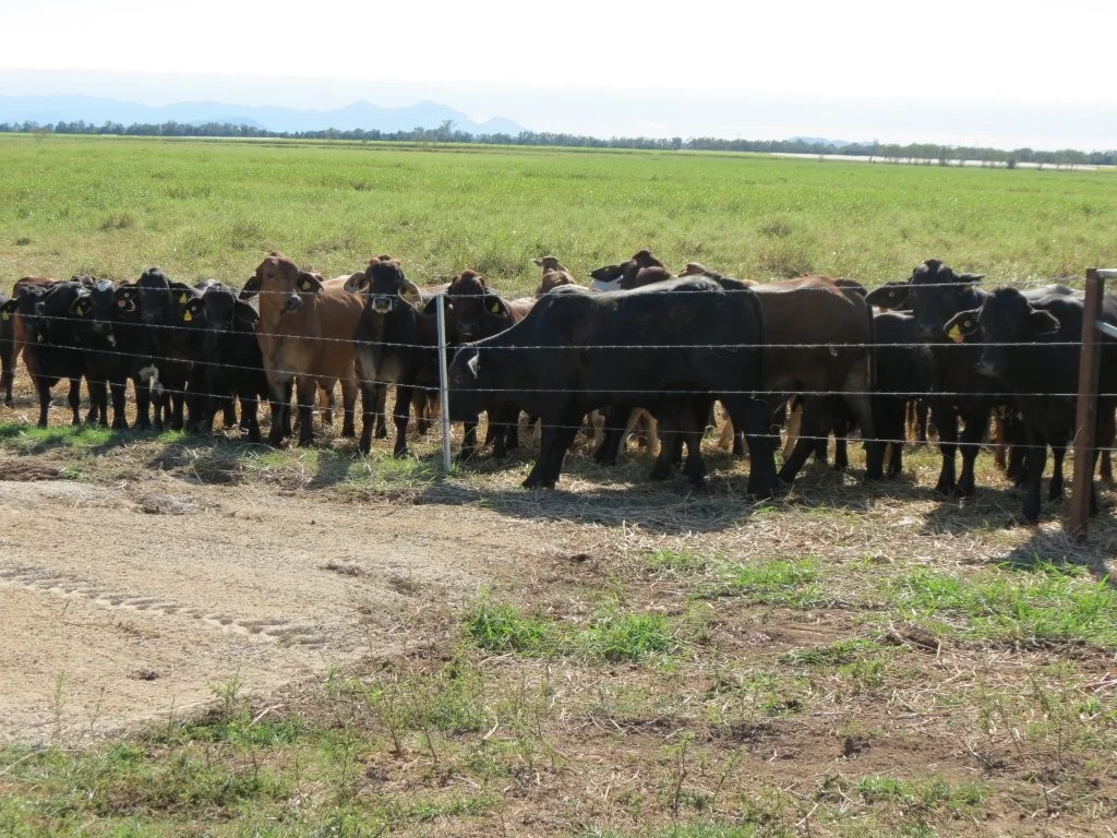 Additional image 26 of Pomona Road, Ingham QLD 4850