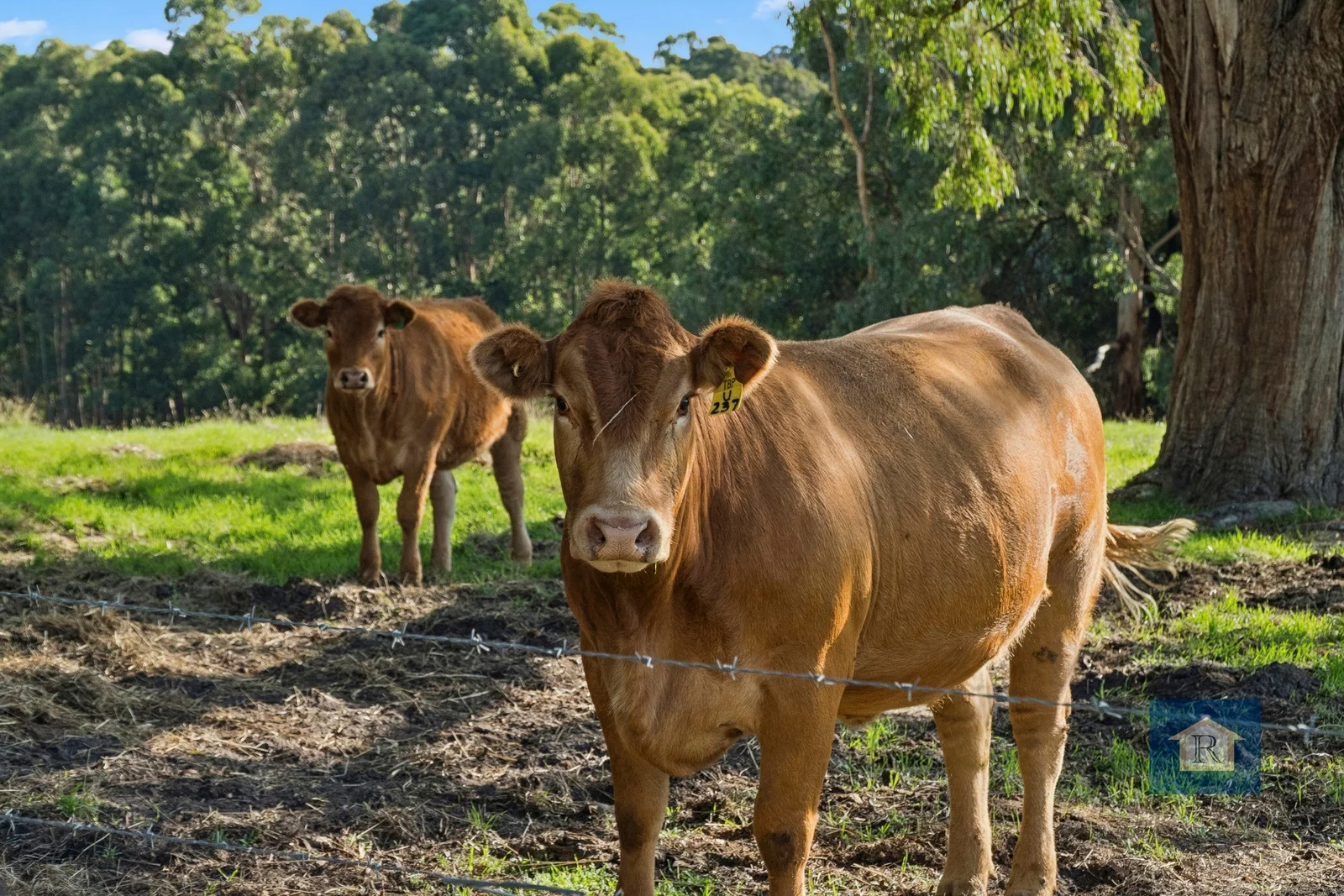 Additional image 31 of 215 Shorts Road, Elliminyt VIC 3250