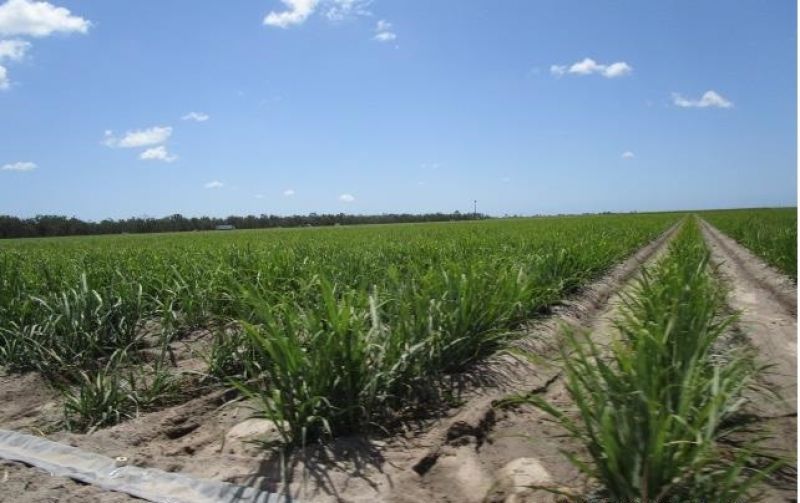 Goodwood QLD 4660 House for Sale Domain