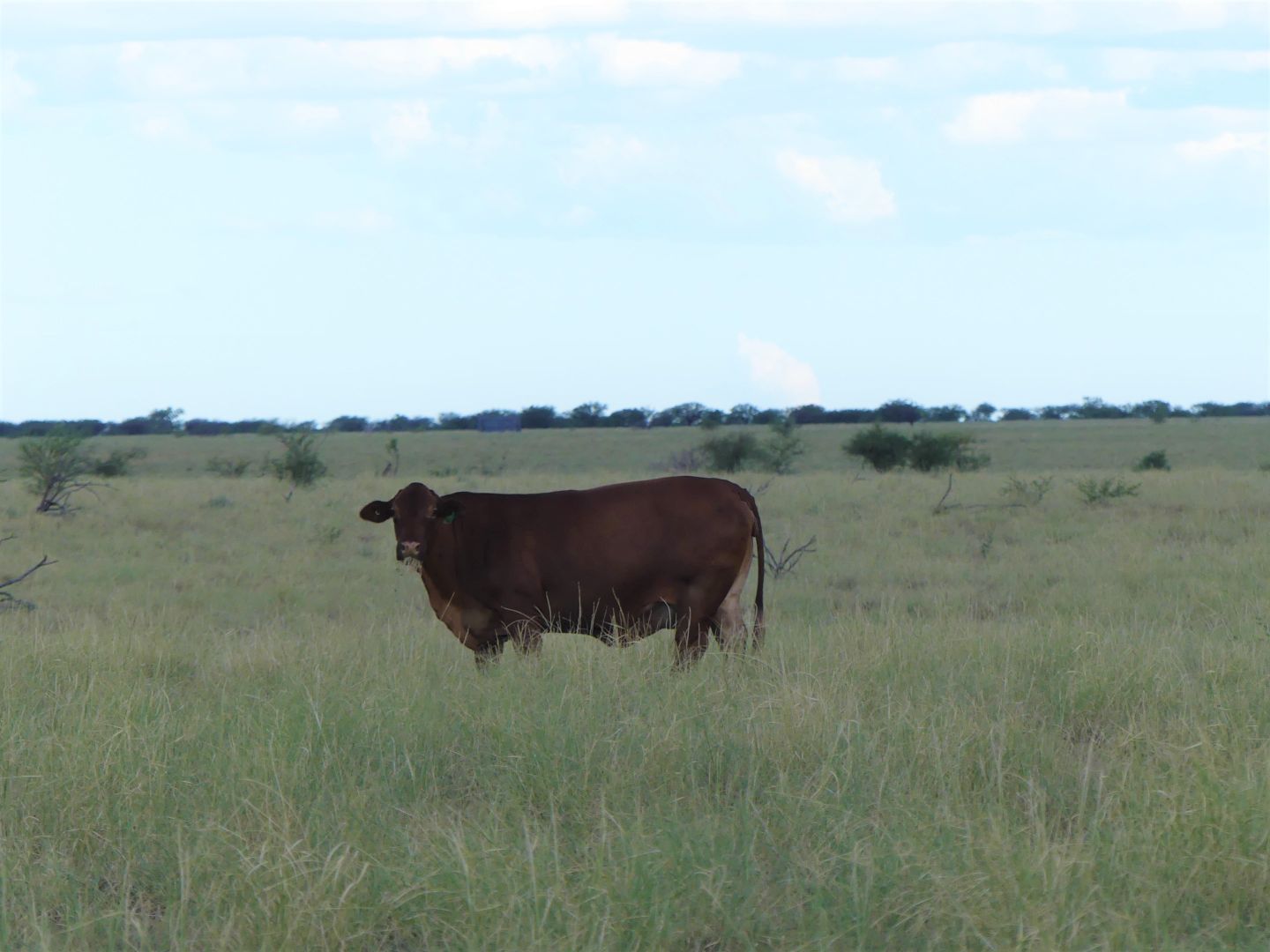 Inverness/15830 Muttaburra Road, Muttaburra QLD 4732, Image 1