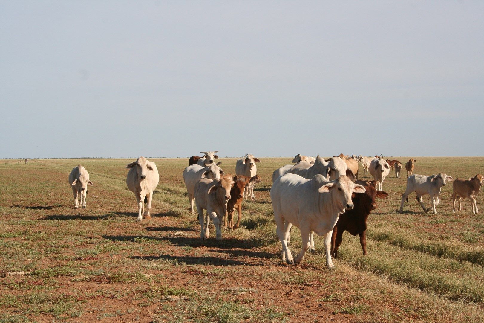 . Westward Ho, Boulia QLD 4829, Image 0